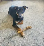 Beef Leg Tendon Jumbo (8pc) - Image 3