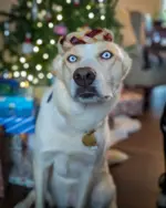 6"- JUMBO Braided Beef Collagen Ring LIVER GLAZED- Brown-Natural (5 pack) - Image 5