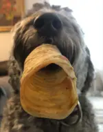 Beef Trachea - 12" (12 pc) - Image 7