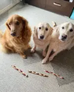 6"- Braided Beef Collagen Stick Brown/Natural (20pc) - Image 9