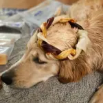 6"- JUMBO Braided Beef Collagen Ring LIVER GLAZED- Brown-Natural (5 pack) - Image 3