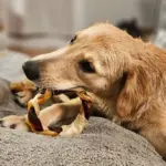 6"- JUMBO Braided Beef Collagen Ring LIVER GLAZED- Brown-Natural (5 pack) - Image 8