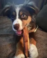 12"- Bully Stick - Low Odor - MONSTER (10pc) - Image 3