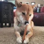 12"- Bully Stick - Low Odor - MONSTER (10pc) - Image 5
