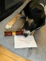 6" Beef Collagen Stick - Natural - Wrapped Ends (20 pc) - Image 4