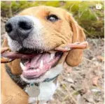 12"- Bully Stick - Braided Low Odour -JUMBO (10 pc) - Image 6